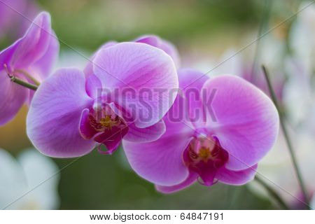phalanopsis  orchid