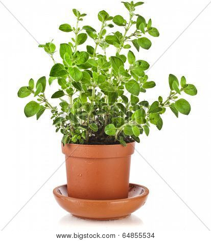 fresh flavoring herbs oregano in brown flower pot isolated on white background 