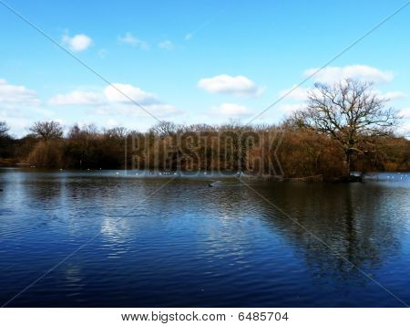Hainault Wald Wasser