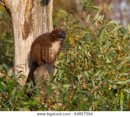 Red-bellied Lemur (eulemur Rubriventer) In A Tree