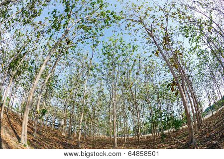 Teak Wood