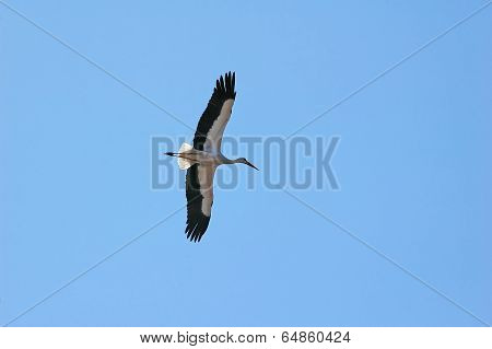 Ciconia