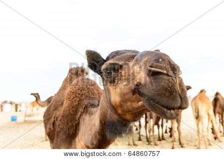 Head Of Dromedary In Oman Desert (oman)