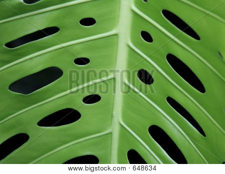 Reticolo verde foglia