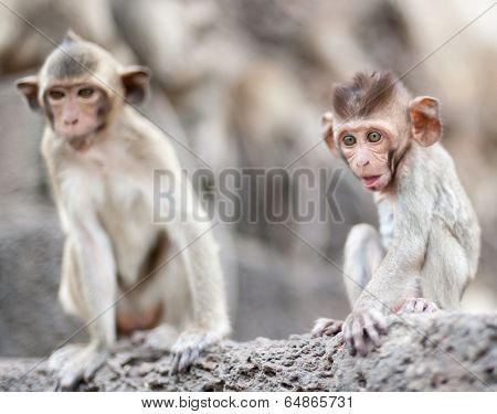 Lopburi Thailand. Monkey ( Crab-eating or Long-tailed macaque ) in Prang Sam Yot temple. Khmer ancient Buddhist pagoda ruins are famous thai tourist travel destination