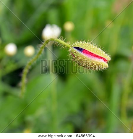 Poppy Bud