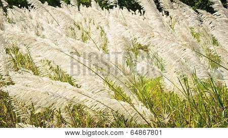 Flower Of Grass In Windy