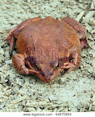 Big brown frog