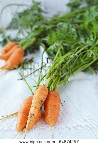 Fresh  Carrots