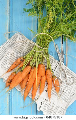 Fresh  Carrots