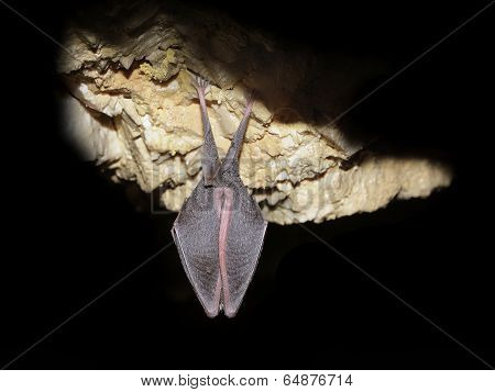 greater horseshoe bat rhnolophus ferrumequinum