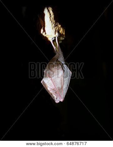 greater horseshoe bat rhnolophus ferrumequinum
