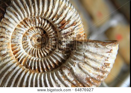 Natural Amonite Fossil Background