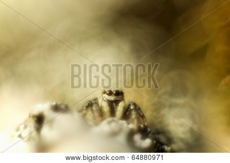 Salticus spider portrait