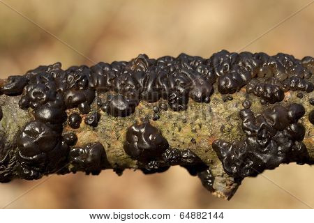 Exidia Plana