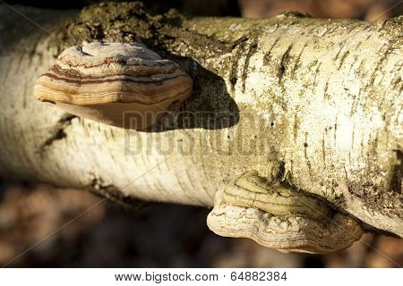 Fomes Fomentarius