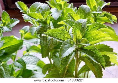 Stevia Plant