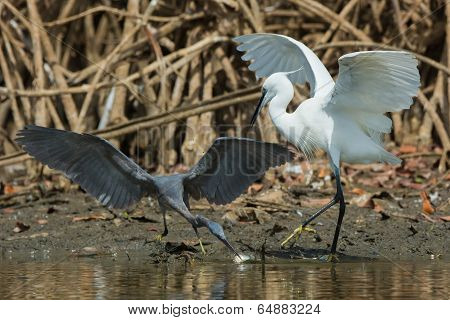 A Lucky Dark Western Reef Heron (egretta Gularis) Steal A Fish From A White Morph Reef Heron