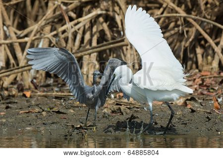 A White Western Reef Heron (egretta Gularis) Grabbing A Fishing Line While Fish Escapes