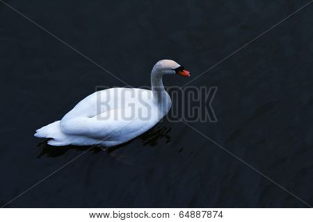 Swan in a lake