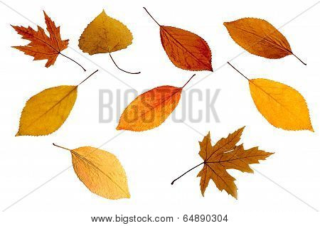 Leafs