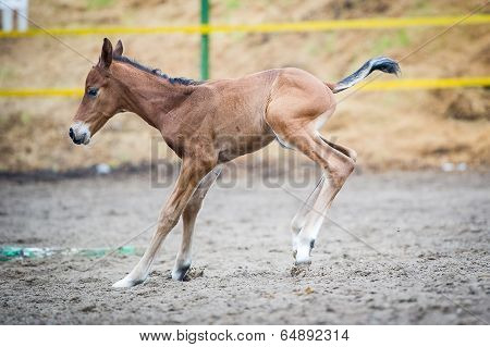 Colt (2-day) walks and played in paddock