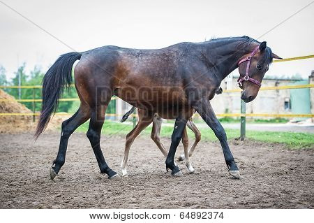 Foal with his mother-mare walks in paddock