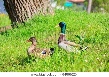 Ducks