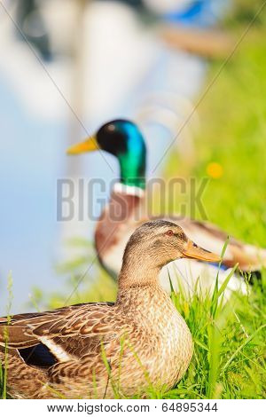 Ducks