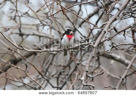 Grosbeak, Rose-breasted on Tree Branch (M)