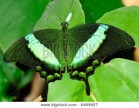 A borboleta