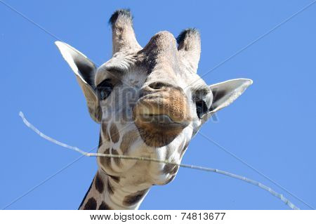 Baringo Giraffe