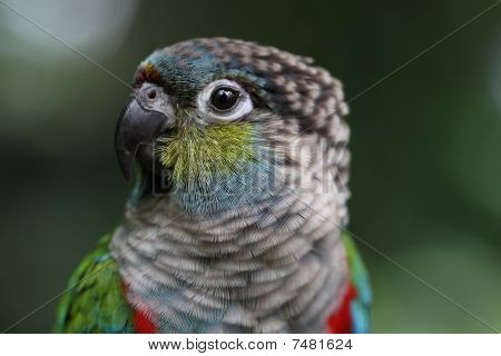 pyrrhura