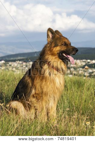 German Shepherd