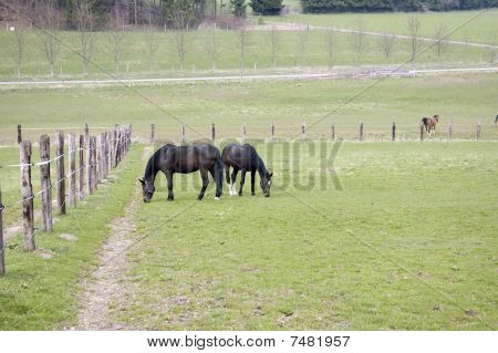 Horses Graze.