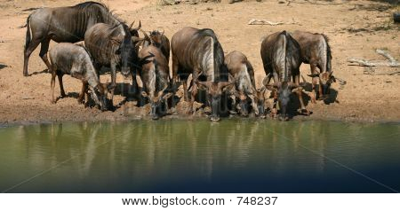 Gnus を飲む