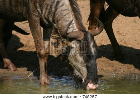 GNU