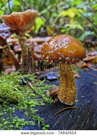Mushroom closeup with golden cap