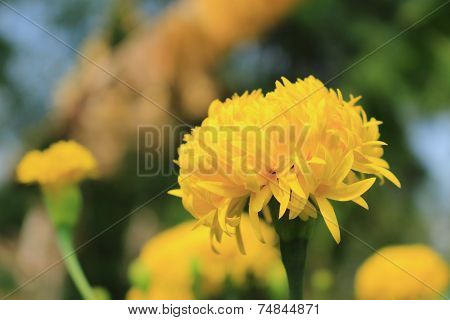 yellow Chrysanthemum flower in the garden