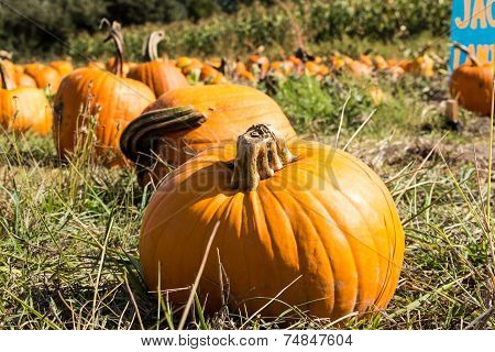 Pumpkin Patch