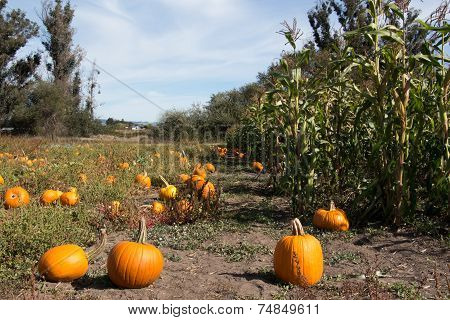 Pumpkin Patch And Corn Field