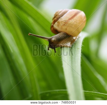 snail on a leaf.