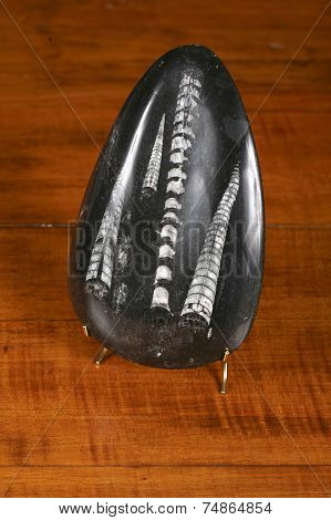 Fossils in polished stone