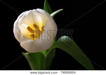 Blooming tulip with black background