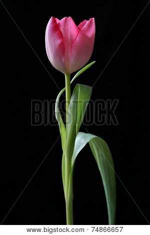 Blooming tulip with black background