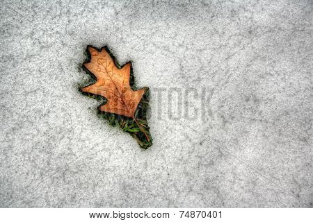 leaf surrounded by melting snow