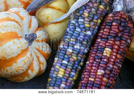 Indian corn and pumpkins