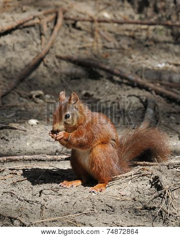 Red Squirrel