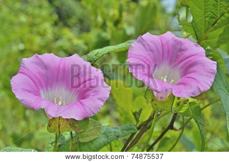 Flowers Of Bindweed