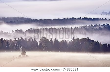 Morning Fog